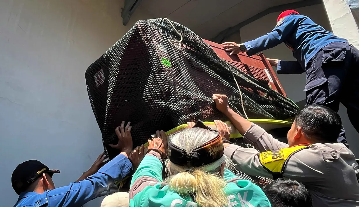 Tim gabungan dari kepolisian, pemadam kebakaran, dan Balai Besar Konservasi Sumber Daya Alam (BBKSDA) Jawa Barat berhasil mengevakuasi macan tutul liar setelah sebelumnya menembakkan bius untuk melumpuhkan hewan tersebut. Macan tutul liar tersebut dibawa ke Lembang Park Zoo untuk menjalani pemeriksaan kesehatan dan selanjutnya ke Pusat Penangkaran Satwa Cikananga (PPSC) di Kabupaten Sukabumi untuk perawatan lebih lanjut. (Timur Matahari/AFP)