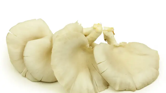 Jamur Tiram (iStock)