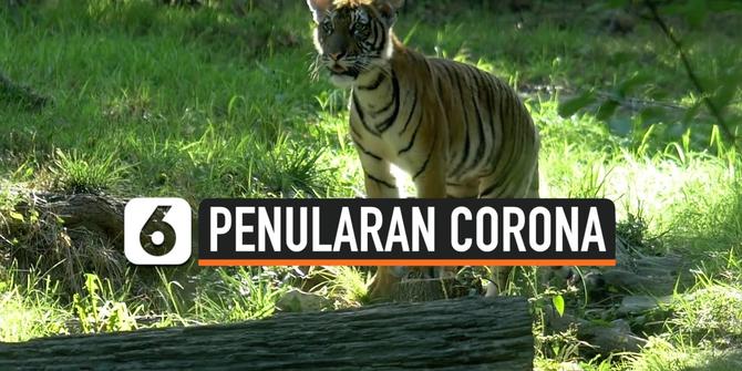 VIDEO: Bisakah Kucing Tularkan Corona? Simak Penjelasannya