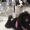 Merawat Anabul Bak Mengasuh Anak Kecil, Ini yang Dirasakan Pet Owner