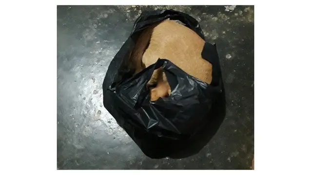 Potret Kucing Dikirim Melalui Peketan Dalam Kardus
