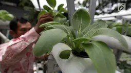 Tanaman hidroponik berupa sayuran yang ditanam warga di kawasan Mangga Besar, Jakarta, Selasa (13/11). Hasil tanaman hidroponik menjadi daya jual bagi warga sekitar. (Liputan6.com/Johan Tallo)