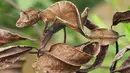 Sepintas yang terlihat hanyalah daun berwarna cokelat. Tapi sebenarnya di foto tersebut bertengger Tokek Ekor Daun (Satanic Leaf-tailed Gecko). Hewan ini berasala dari Madagaskar. (masterok.livejournal.com)