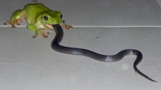7 Bukti Australia Dihuni Reptil-reptil Mengerikan