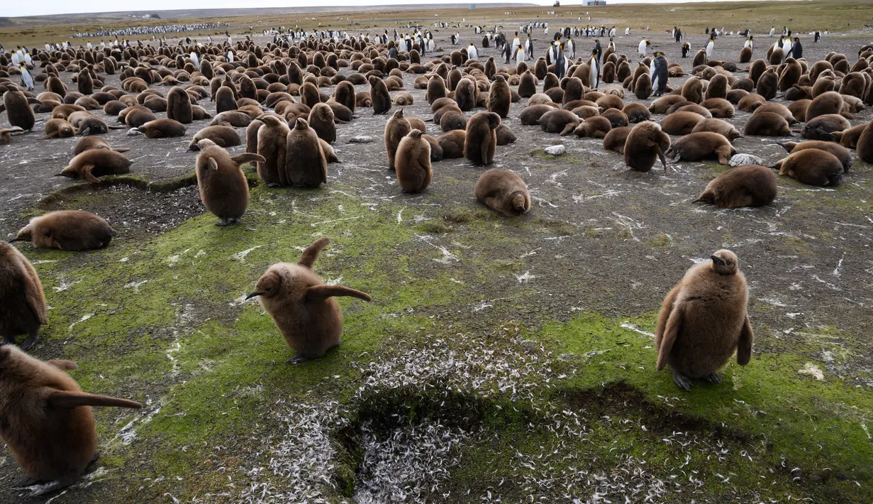 Anak-anak penguin King terlihat di Volunteer Point, Kepulauan Falkland (Malvinas), Stanley, Inggris, 6 Oktober 2019. Di wilayah Inggris di Samudra Atlantik Selatan tersebut terdapat penguin jenis King, Rockhopper, Gentoo, Magellanic, dan Macaroni. (Pablo PORCIUNCULA BRUNE/AFP)