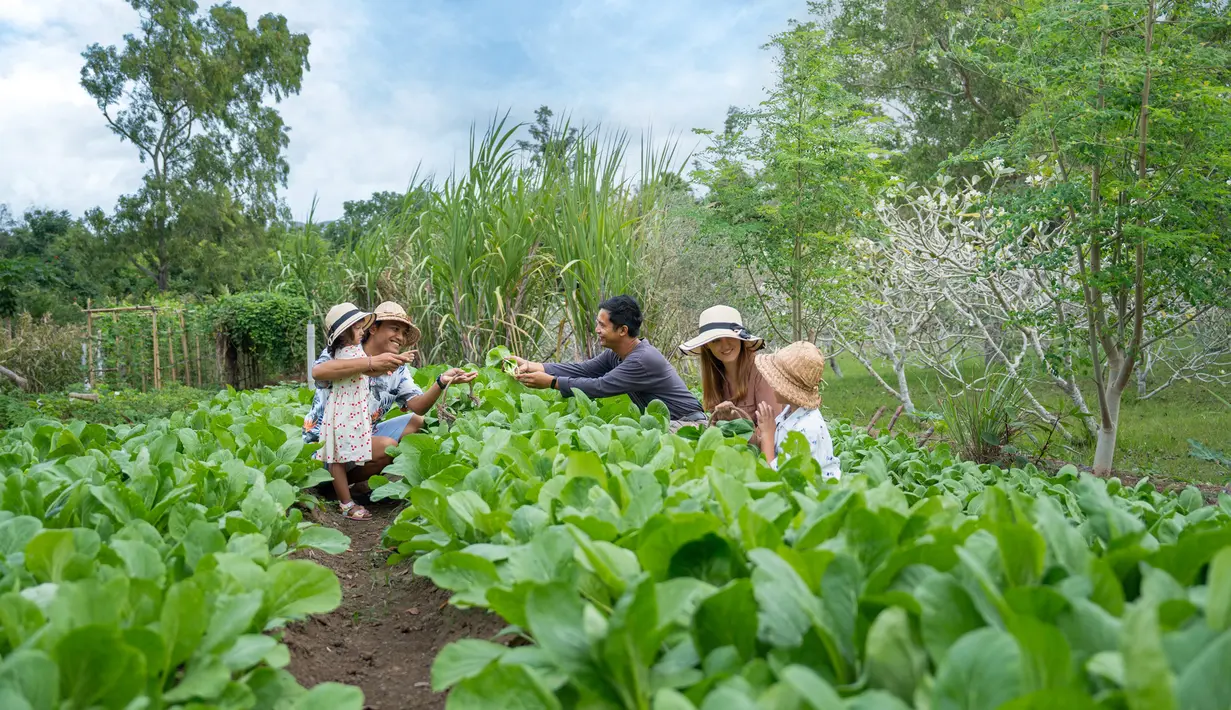 Lebih dari sekadar operasional internal, AYANA Bali juga melibatkan tamu dan komunitas dalam praktik berkelanjutan. Melalui AYANA Farm, area organik seluas dua hektare yang menanam lebih dari 130 varietas tanaman, tamu diajak mengenal pertanian organik dan prinsip sirkular secara langsung. [Dok/AYANA BALI].