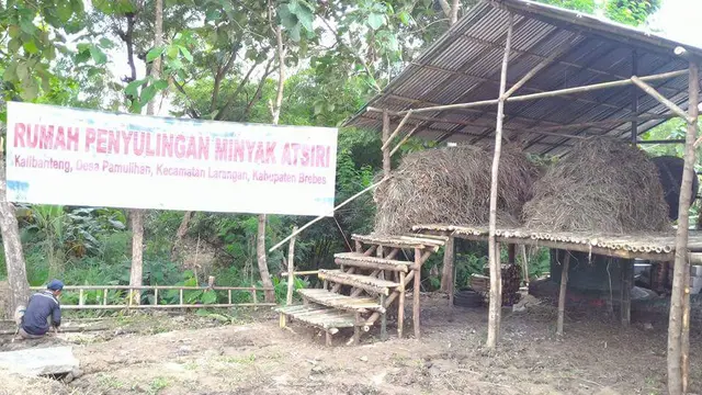 Serai Wangi Pengisi Pundi-Pundi Petani