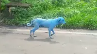 Beberapa anjing di Mumbai,India berubah menjadi berwarna biru