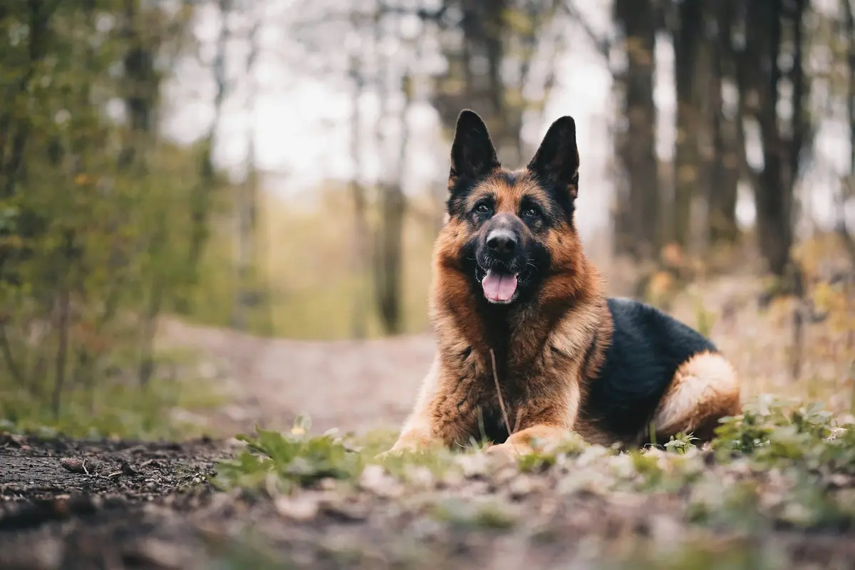 German Shepherd