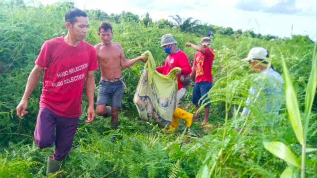 Evakuasi jasad warga Kota Dumai yang diterkam harimau saat berkebun.