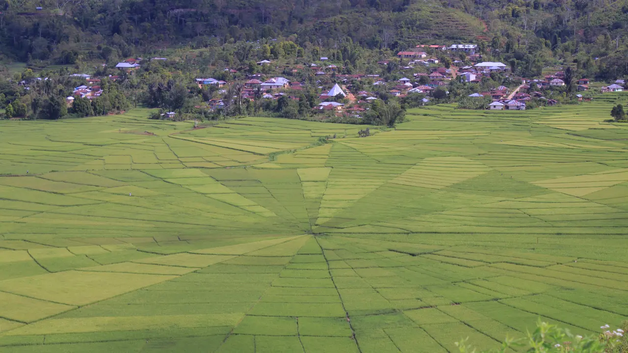 Sawah Lodok, Sajian Alam Budaya Manggarai yang Memikat
