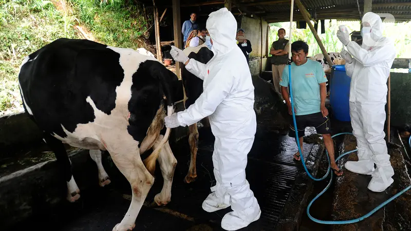 FOTO: Vaskinasi PMK di Pusat Sapi Perah Terbesar Bogor