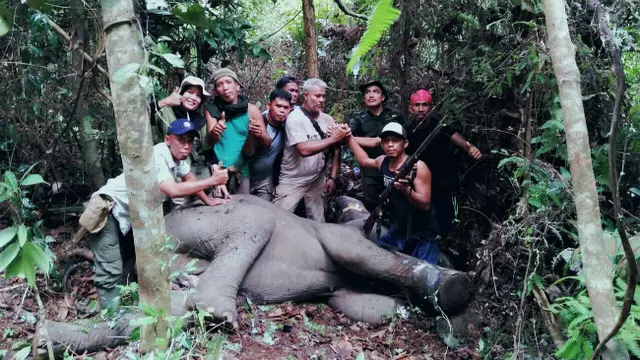 Gajah Pincang di Riau