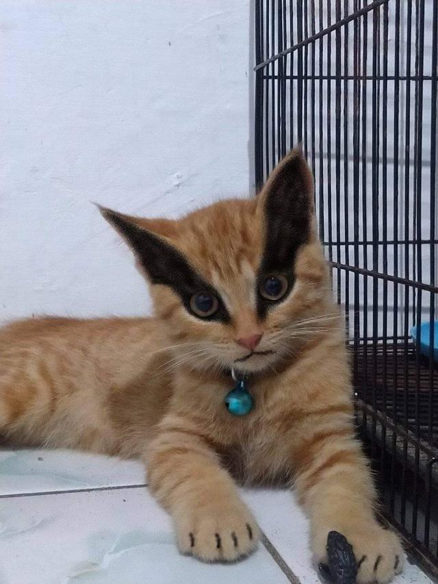 6 Potret Kucing Berdandan Bak Karakter Anime Naruto, Bikin Gemas