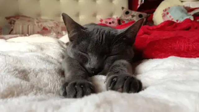 Posisi tidur kucing.