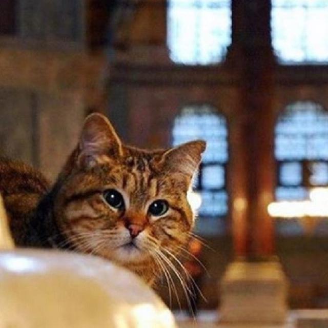 Mengenang Gli Kucing Penghuni Hagia Sophia Kesayangan Para Pelancong Health Liputan6 Com