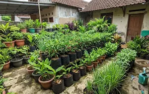 Cara Mengatasi Tanaman Cabai yang Subur tapi Tidak Berbuah, Begini Triknya