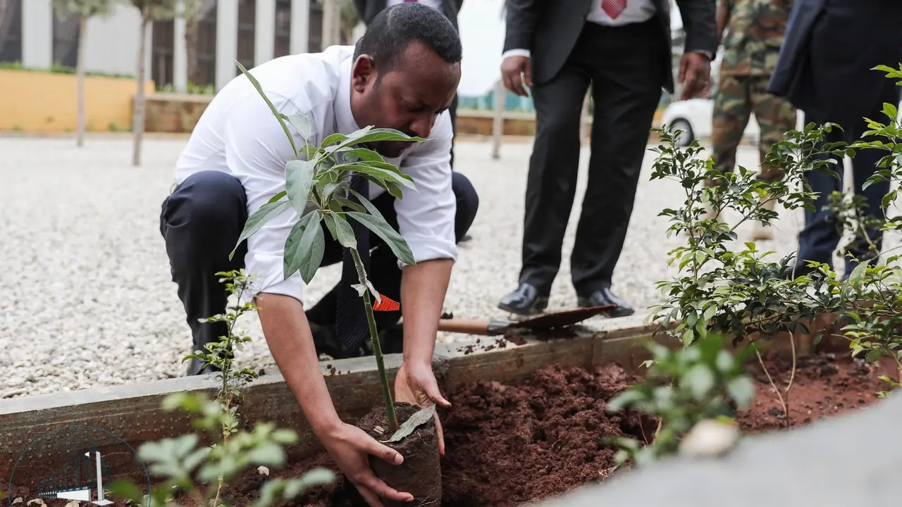 Perdana Menteri Ethiopia Abiy Ahmed menanam salah satu dari total 350 juta bibit tanaman untuk menangkal perubahan iklim (AFP Photo)