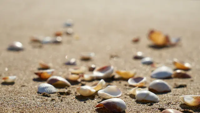 Kerang