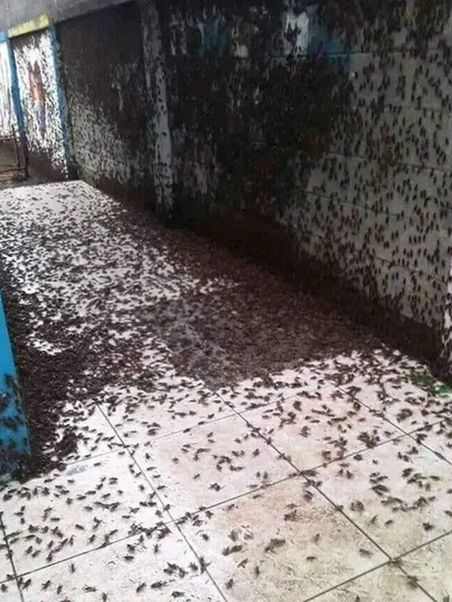 sekolah penuh dengan jangkrik