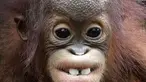 Khansa, orangutan Australia berusia delapan bulan yang terancam punah menunjukkan dua gigi depannya, di Kebun Binatang Singapura, Kamis, (11/1). Ini adalah kelahiran orangutan ke-46 yang terjadi di kebun binatang. (AP Photo/Wong Maye-E)