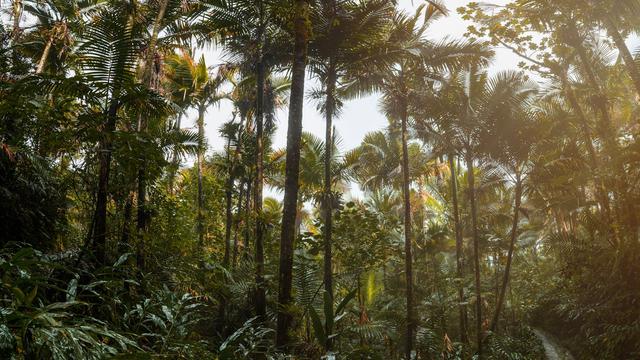 El Yunque National Forest
