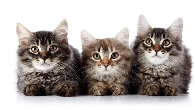 Bikin Takjub! Kucing Lucu Ini Pandai Ikut Berdzikir 