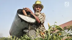 Kakek Suyitno atau Pak Dul menyiram tanaman cabai rawit di lahan bekas gusuran kawasan Pasar Ikan, Penjaringan, Jakarta, Kamis (25/7/2019). Kakek berusia 65 tahun ini sudah tiga tahun mengubah lahan gersang bekas gusuran tersebut menjadi ladang cabai rawit. (merdeka.com/Iqbal Nugroho)