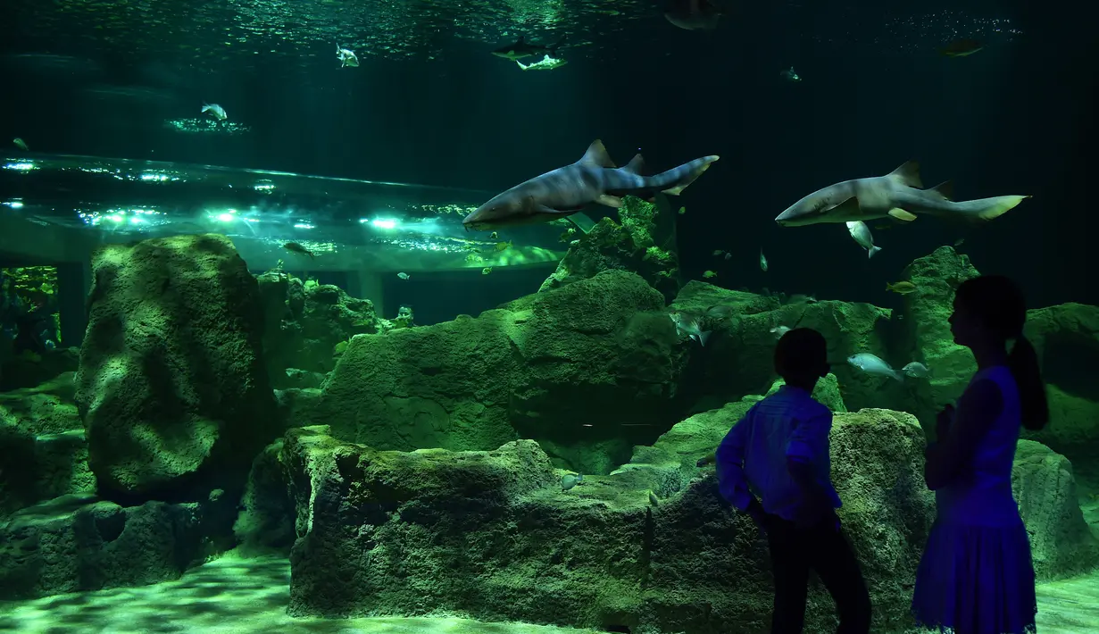 Pengunjung melihat koleksi ikan di Michin Akuarium, Guadalajara, Meksiko, Sabtu (18/3). Pihak Michin Akuarium mengaku memiliki 4.000 spesimen dari 150 spesies ikan. (AFP PHOTO / Hector GUERRERO)