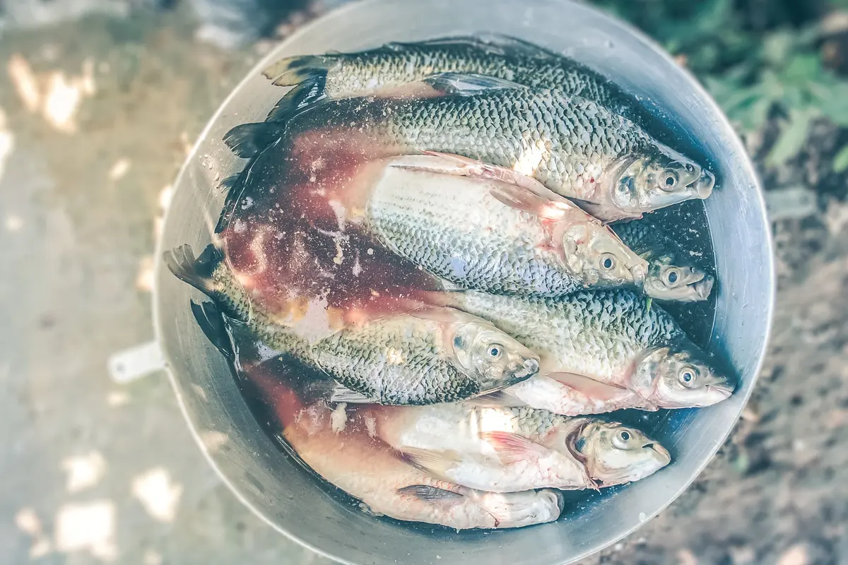 ikan