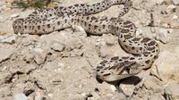 Ular Gopher Snake (Pituophis catenifer). Foto: Wikimedia