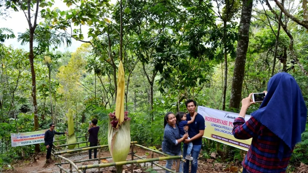 6 Puspa Langka Mekar Beriringan Diawal 2017