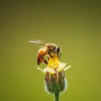 Ilustrasi Lebah/https://unsplash.com/Ankith Choudhary