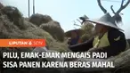 Harga beras yang masih tinggi membuat emak-emak di Madiun, Jawa Timur, rela mengais sisa batang padi hingga gabah di area sawah yang telah dipanen. Selain untuk makan, sebagian dijual untuk keperluan sehari-hari.