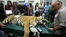 Seekor harimau bernama Laziz tengah diperiksa organisasi internasional Four Paws usai dievakuasi dari kebun binatang di Khan Yunis, selatan Jalur Gaza di rumah sakit hewan Universitas Hebrew, Israel (24/08). (AFP PHOTO/Menahem Kahana)