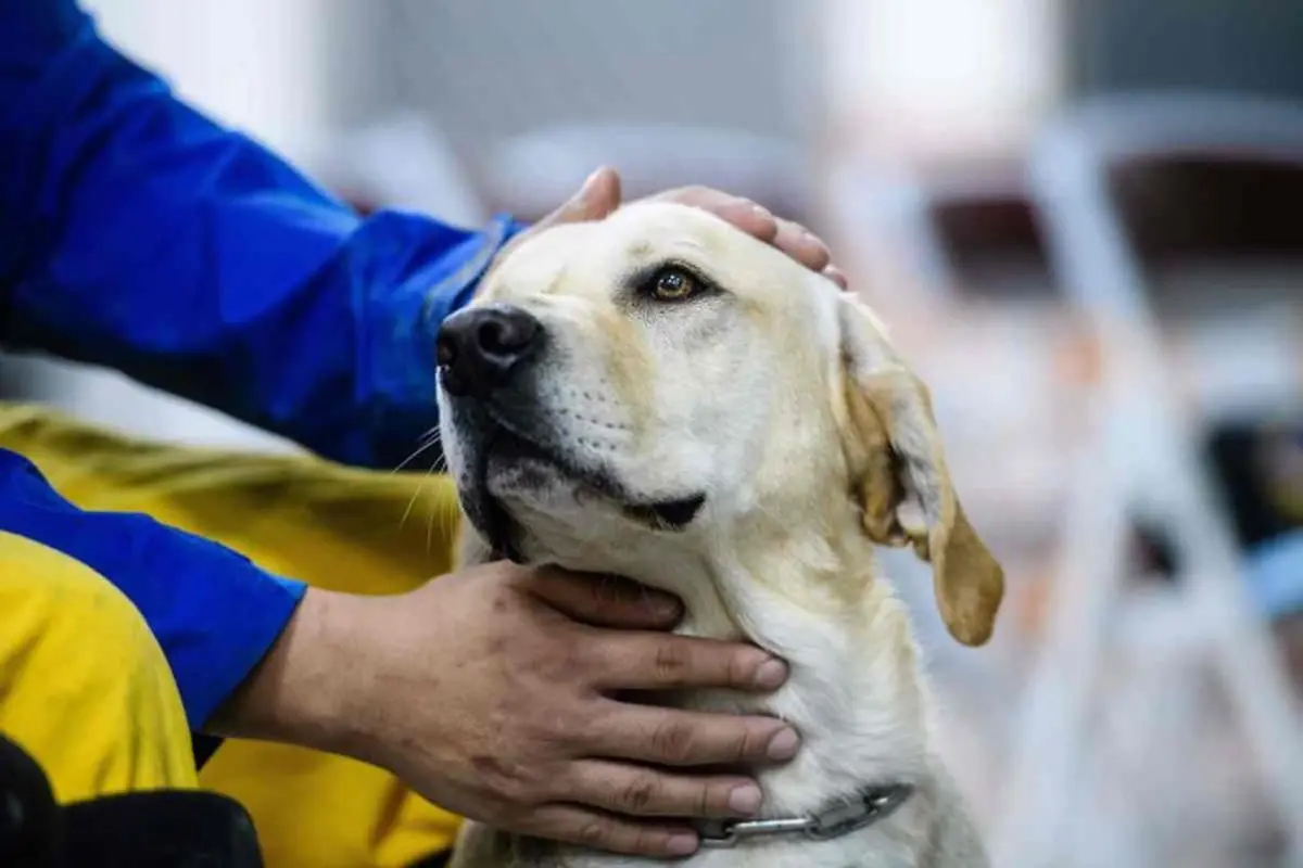 Anjing labrador emas, Tie Hsiung, yang menyelamatkan korban terjebak puing pasca-gempa bumi di Taiwan. (AFP)