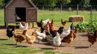 Cara Ternak Ayam Kampung agar Cepat Laku Dijual dan Untung Maksimal