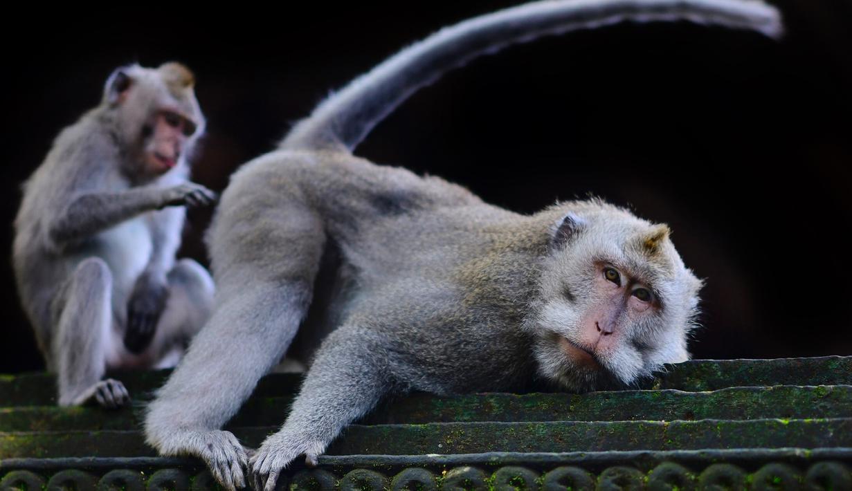 Foto Lucunya Kawanan Monyet Di Monkey Forest Ubud Lifestyle