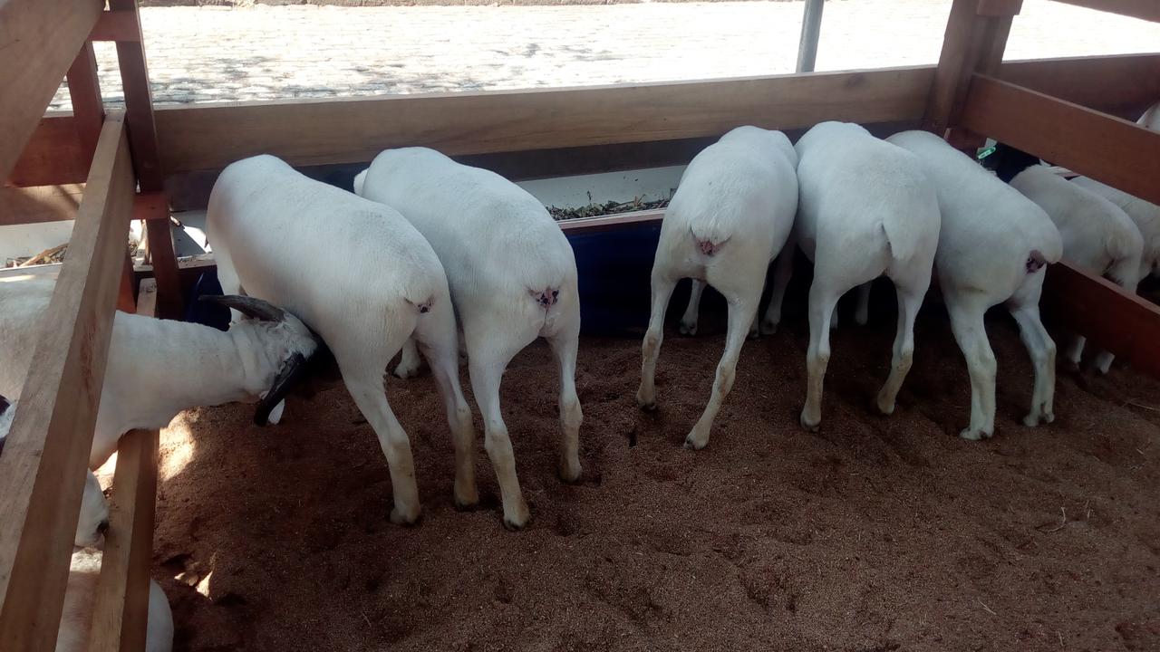 Domba Garut pedaging, hasil persilangan dengan indukan dorper Australia, nampak lebih sehat dengan bobot badan optimal, namun rendah lemak