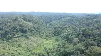 Kondisi utupan Hutan Desa Rio Kemuyang di Desa Sungai Rambun, Kabupaten Merangin, Jambi (foto: Liputan6.com/BPSKL untuk Gresi Plasmanto)