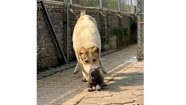 Viral, 7 Ekspresi Konyol Anjing Ini Sukses Bikin Gemas Netizen