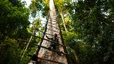 Pemburu madu tradisional Malaysia Zaini Abdul Hamid memperbaiki tangga untuk memanen sarang lebah di atas pohon Tualang raksasa di hutan Ulu Muda di Sik, sebelah timur laut negara bagian Malaysia, Kedah (11/3). (AFP Photo/Manan Vatsyayana)