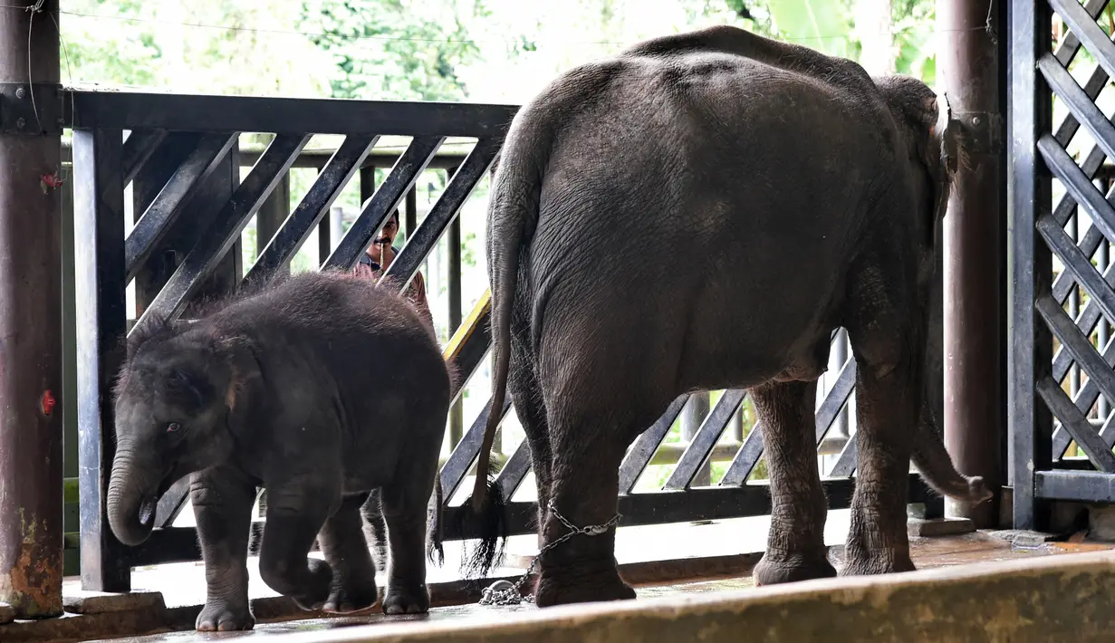 Neha dan ibunya di Night Safari, Singapura, Kamis (11/5). Neha adalah anak Chawang merupakan gajah sekaligus hewan terbesar di taman safari dan selalu dianggap sebagai Raja Night Safari. (AFP/ ROSLAN RAHMAN)