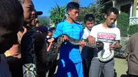 Seekor ular Phyton sepanjang empat 4 meter di temukan warga Desa Jlamprang Kecamatan Bawang Kabupaten Batang, Jumat 24/7 pagi.