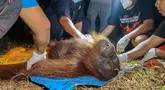 Petugas Balai Konservasi Sumber Daya Alam (BKSDA) bersama Orangutan Foundation International (OFI) memeriksa seekor orangutan yang dievakuasi dari kawasan terdampak kebakaran hutan dan lahan di Baamang, Kabupaten Kotawaringin Timur, Kalimantan Tengah, Rabu (14/10/2026). Kebakaran hutan dan lahan yang melanda Kalimantan dan Sumatra mengancam habitat satwa liar serta menyebabkan kabut asap menyelimuti sejumlah wilayah di Indonesia, Malaysia, dan Singapura. (REINA/AFP)