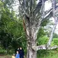 Awalnya, tiga pohon cengkih tertua di dunia hidup di Ternate. Namun, satu pohon sudah tumbang. (Liputan6.com/Hairil Hiar)