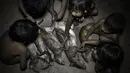Anak - anak suk Awa saat mengumpulkan tikus - tikus yang mati yang nanti akan dimakan. Suku Awa sangat jauh dari peradaban modern. (Dailymai.co.uk)