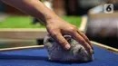 Pengunjung memegang koleksi reptil yang dipamerkan dalam Exotique Pet Expo di Senayan Park, Jakarta, Kamis (28/10/2021). Pameran bagi pecinta reptil ini digelar dari tanggal 27 hingga 31 oktober 2021 mendatang. (Liputan6.com/Johan Tallo)