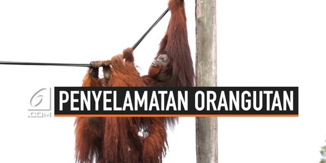 VIDEO: Melihat Habitat Orangutan di Ibu Kota Baru Indonesia