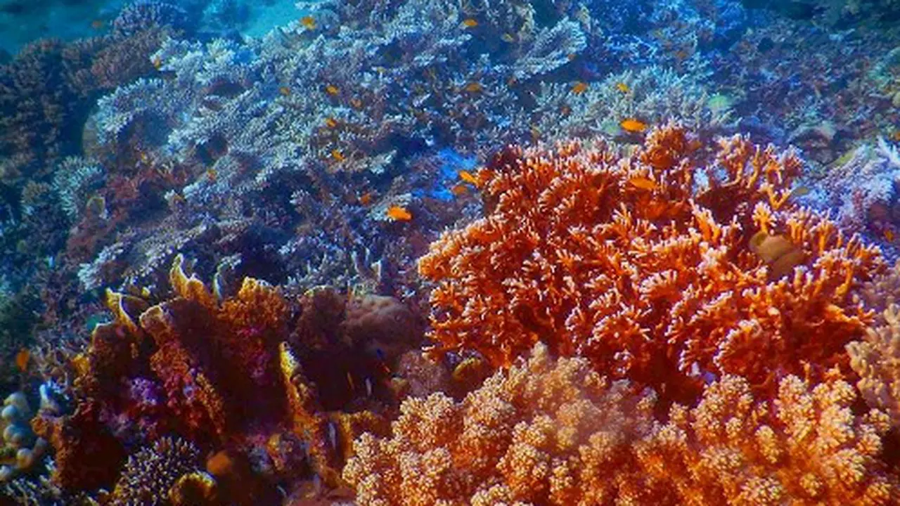 Jalan-jalan di Bawah Laut